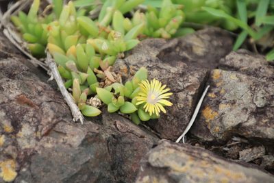 Delosperma abbottii, photographed by Tony Rebelo
