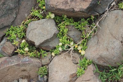 Delosperma abbottii, photographed by Tony Rebelo