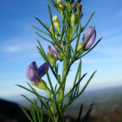 Psoralea azuroides, photographed by Di Turner