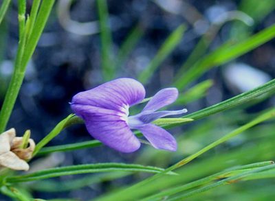 Psoralea trullata, photographed by Di Turner