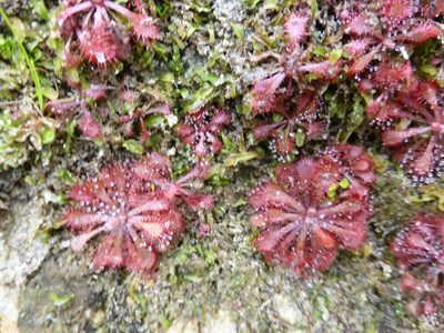 Drosera natalensis, photographed by Michiel de Groot