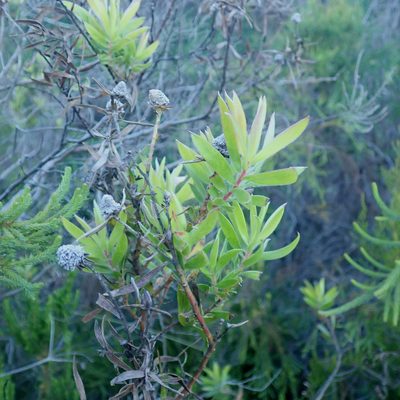 Leucadendron conicum, photographed by Di Turner