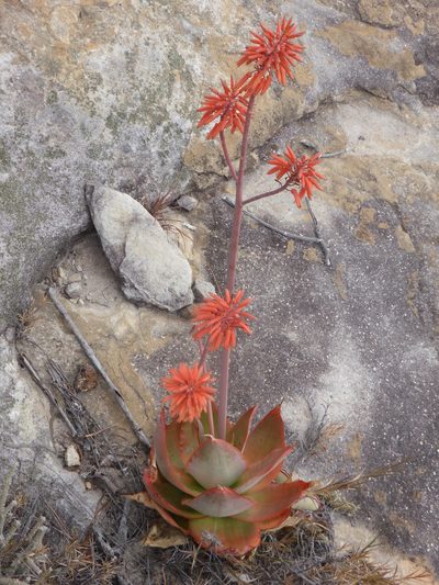 Aloe imalotensis, photographed by Michiel de Groot