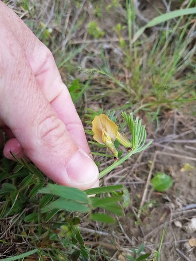 Vicia biebersteinii, photographed by Татьяна Прозорова