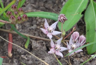 Asclepias brevicuspis, photographed by Tony Rebelo