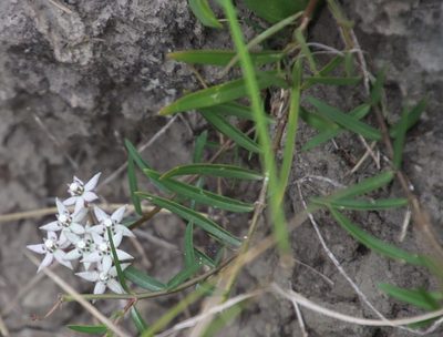 Asclepias brevicuspis, photographed by Tony Rebelo