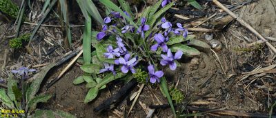 Viola philippica, photographed by Kim, Hyun-tae
