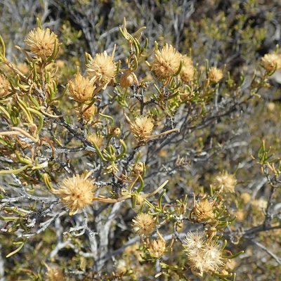 Pteronia pallens, photographed by Di Turner