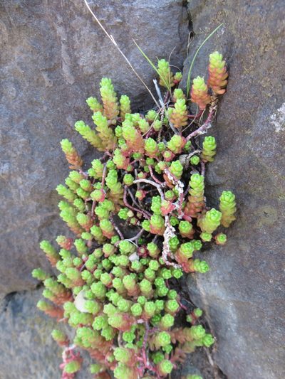 Sedum japonicum, photographed by Se Lena