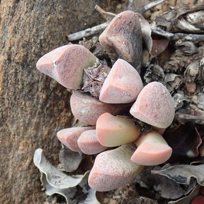 Cerochlamys pachyphylla, photographed by Di Turner