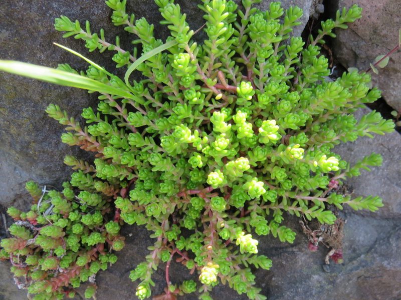 Sedum japonicum, photographed by Se Lena