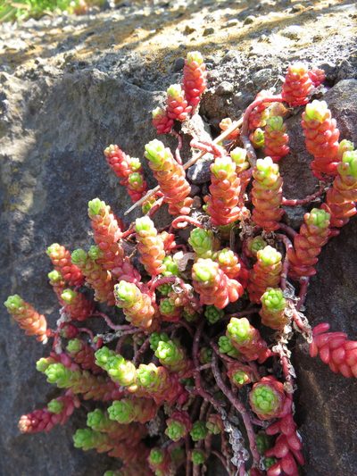 Sedum japonicum, photographed by Se Lena