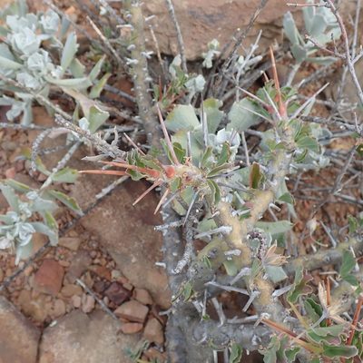 Sarcocaulon spinosum, photographed by Di Turner