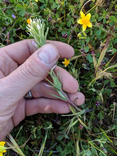 Castilleja brevistyla, photographed by Zack Abbey