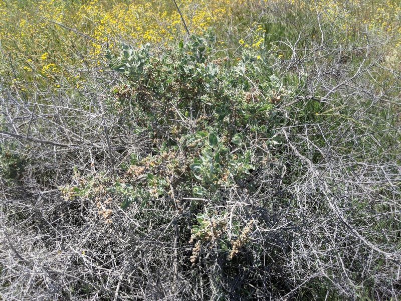 Atriplex spinifera, photographed by Zack Abbey