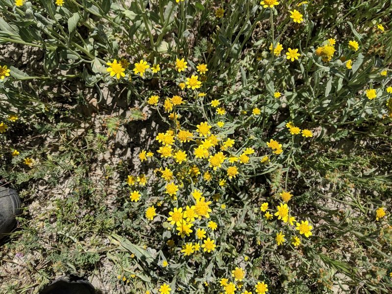 Monolopia stricta, photographed by Zack Abbey