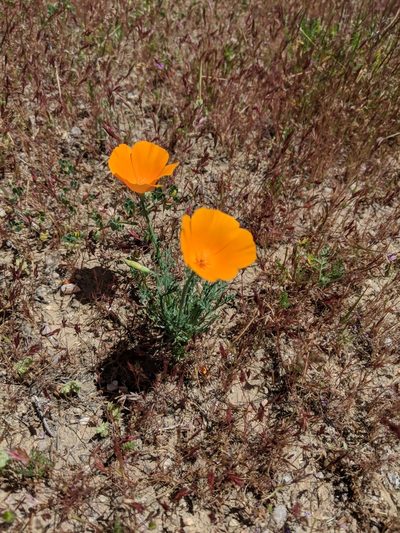 Eschscholzia lemmonii, photographed by Zack Abbey