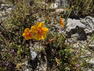 Mentzelia pectinata, photographed by Zack Abbey