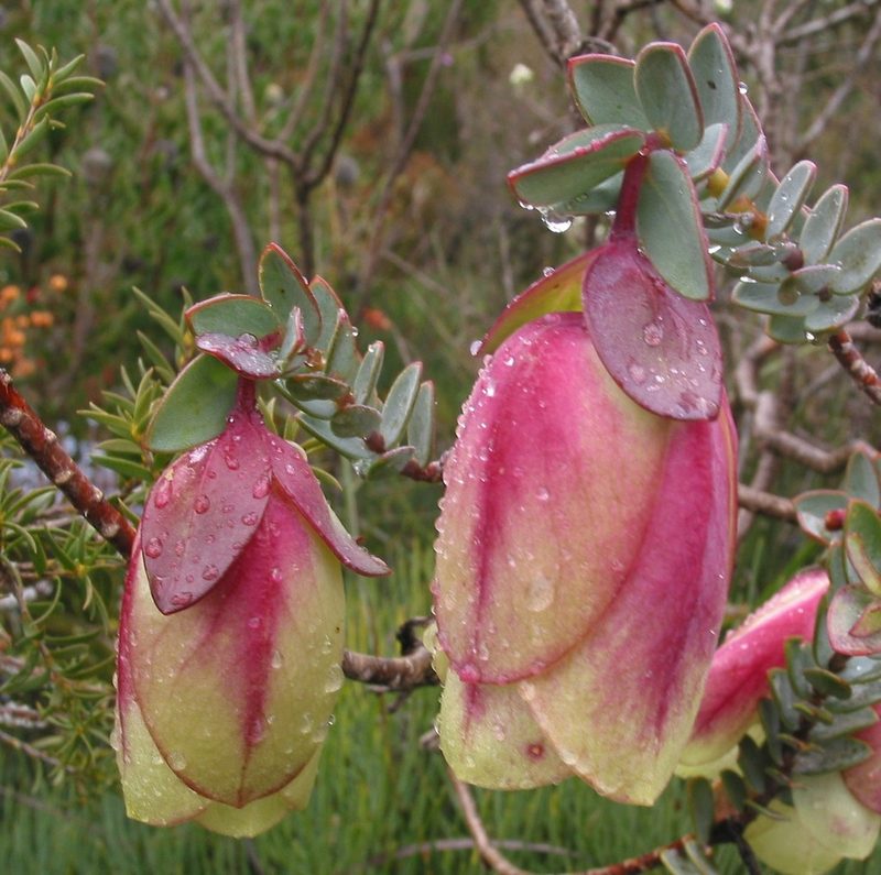 Pimelea physodes, photographed by Gail A Baker