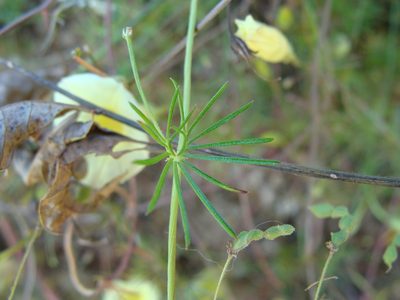 Ipomoea chamelana, photographed by Alexis López Hernández