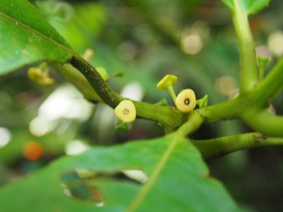 Siparuna pauciflora, photographed by Lena Struwe