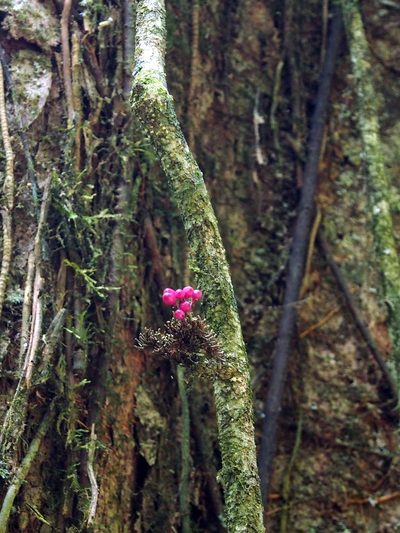 Schlegelia fastigiata, photographed by Lena Struwe