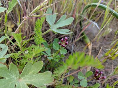 Trifolium gracilentum, photographed by Zack Abbey