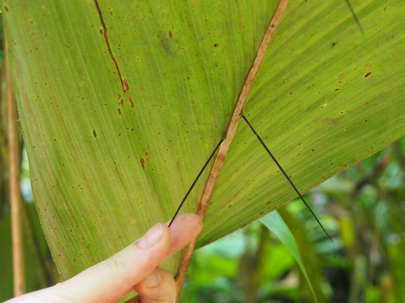 Bactris militaris, photographed by Lena Struwe