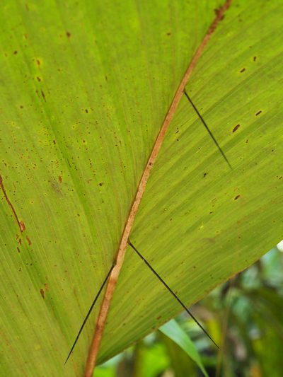 Bactris militaris, photographed by Lena Struwe