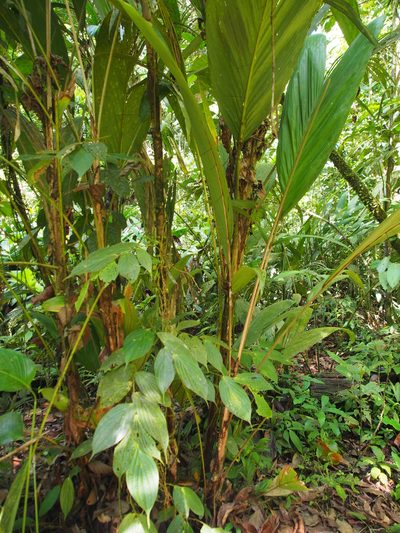 Bactris militaris, photographed by Lena Struwe