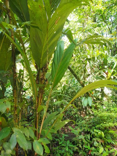 Bactris militaris, photographed by Lena Struwe