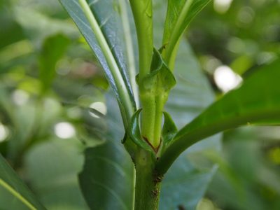 Psychotria grandis, photographed by Lena Struwe