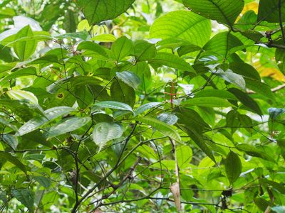 Miconia lateriflora, photographed by Lena Struwe
