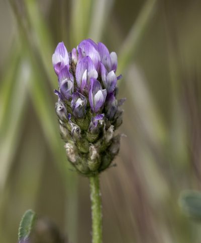 Astragalus didymocarpus, photographed by Zack Abbey