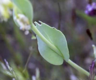 Streptanthus californicus, photographed by Zack Abbey