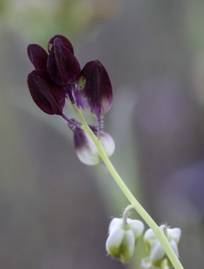 Streptanthus californicus, photographed by Zack Abbey