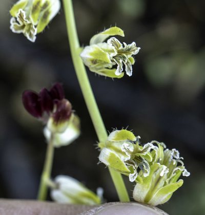 Streptanthus californicus, photographed by Zack Abbey