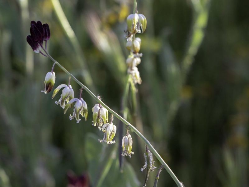 Streptanthus californicus, photographed by Zack Abbey
