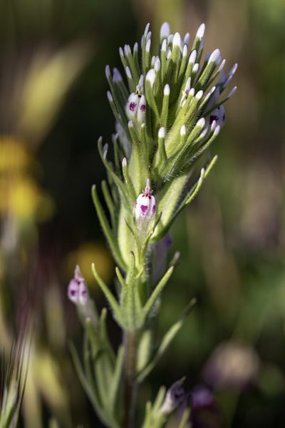 Castilleja brevistyla, photographed by Zack Abbey