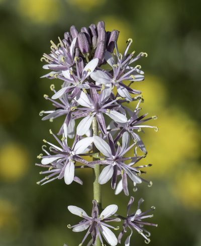 Streptanthus anceps, photographed by Zack Abbey