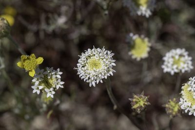 Chaenactis stevioides, photographed by Zack Abbey