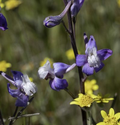 Delphinium recurvatum, photographed by Zack Abbey