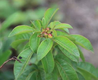 Searsia carnosula, photographed by Tony Rebelo