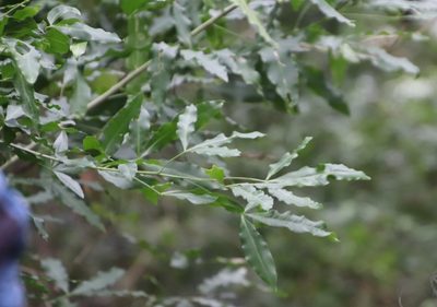 Vepris lanceolata, photographed by Tony Rebelo