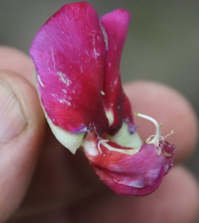 Canavalia bonariensis, photographed by Tony Rebelo