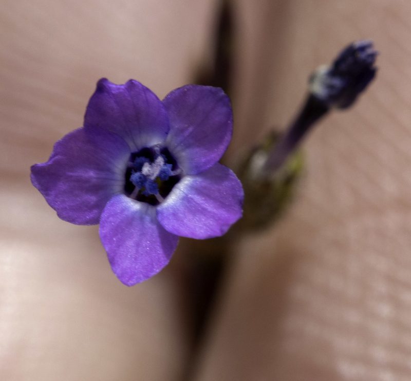 Gilia minor, photographed by Zack Abbey
