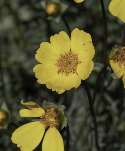 Coreopsis calliopsidea, photographed by Zack Abbey