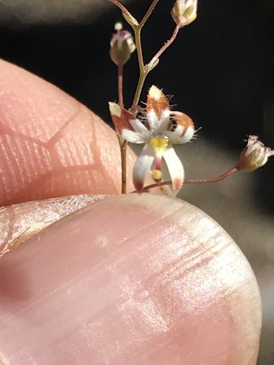 Nemacladus rubescens, photographed by jthorngren
