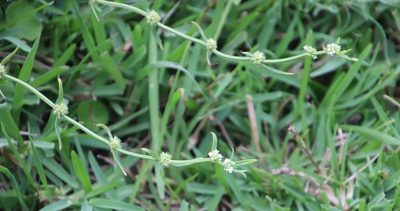 Spermacoce natalensis, photographed by Tony Rebelo