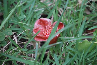 Scadoxus membranaceus, photographed by Tony Rebelo